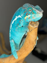 Load image into Gallery viewer, Nosy Be Panther Chameleon perched on a branch, displaying developing sky-blue and teal hues