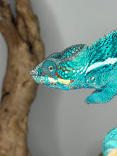 Load image into Gallery viewer, Profile view of young Nosy Be Panther Chameleon showing aqua and blue tones