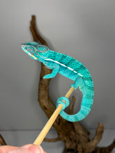 Load image into Gallery viewer, Side view of Nosy Be Panther Chameleon highlighting light red markings on face and belly