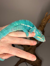 Load image into Gallery viewer, Juvenile Nosy Be Panther Chameleon showing early sky-blue and teal coloration on body