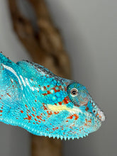 Load image into Gallery viewer, Nosy Be Panther Chameleon