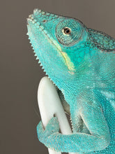 Load image into Gallery viewer, Nosy Be panther chameleon male with developing ocean-blue hues
