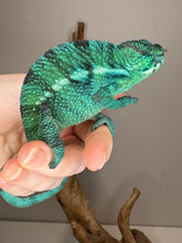 Load image into Gallery viewer, Side view of Nosy Be Panther Chameleon showing vivid hues