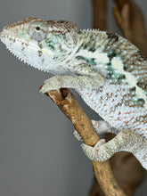 Load image into Gallery viewer, Close-up of a one-of-a-kind panther chameleon with unique white patterning and vivid eyes