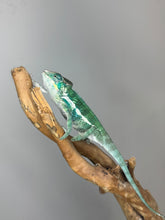 Load image into Gallery viewer, Teal tones under natural lighting