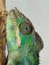Load image into Gallery viewer, Ambilobe Panther Chameleon juvenile perched and observing surroundings