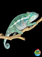Load image into Gallery viewer, Young Panther Chameleon showing teal and blue tones on a perch
