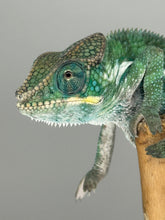 Load image into Gallery viewer, Side profile highlighting his developing teal bars