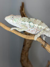 Load image into Gallery viewer, Face view of Unicorn Surprise Panther Chameleon with bright eyes and soft white hues