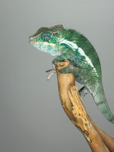 Load image into Gallery viewer, Full body view of young male panther chameleon