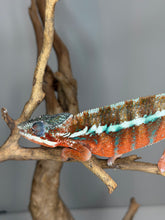 Load image into Gallery viewer, Premium male Ambanja Panther Chameleon showcasing exceptional red and turquoise coloring
