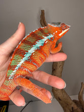 Load image into Gallery viewer, Premium Ambilobe Panther Chameleon male from European bloodlines showcasing vivid red and blue coloration