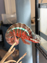Load image into Gallery viewer, Premium male Ambanja Panther Chameleon featuring vivid red coloration, turquoise bars, and desirable European bloodlines for collectors and breeders.