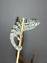 Load image into Gallery viewer, Premium young male Panther Chameleon with crystal blue bars and vibrant orange coloration.