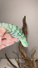 Load and play video in Gallery viewer, Video of a young Ambanja Panther Chameleon from Avatar x Blue Magic bloodline, showing early flashes of blues and turquoise while exploring its enclosure.