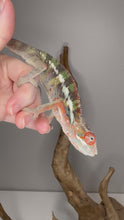 Load and play video in Gallery viewer, Closeup of red Ambilobe Panther Chameleon highlighting deep crimson and orange hues