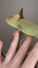 Load and play video in Gallery viewer, Video of captive-bred female veiled chameleon exploring her habitat and interacting with her environment