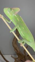 Load and play video in Gallery viewer, Video of spicy female veiled chameleon exploring her habitat, climbing, and showing her lively personality