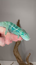 Load and play video in Gallery viewer, Young Ambanja Panther Chameleon showing early blue and turquoise coloration from Avatar x Blue Magic line