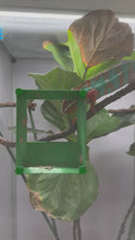 Load and play video in Gallery viewer, Red and Blue Ambilobe Chameleon eating crickets out of a Green screen feeder.