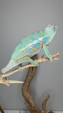 Load and play video in Gallery viewer, Video of young Ambilobe Panther Chameleon displaying emerging rainbow coloration and calm temperament