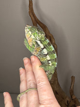 Load image into Gallery viewer, Gentle blue highlights shining along the chameleon’s body as it perches quietly.