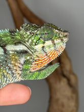 Load image into Gallery viewer, Close-up of the chameleon’s eye and head showing delicate green and gold undertones.