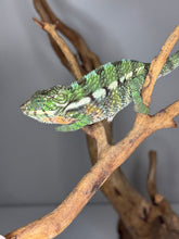 Load image into Gallery viewer, Full-body photo of the Quiet Mystery chameleon resting peacefully on a branch.