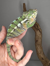 Load image into Gallery viewer, Soft green hues visible on the young Panther Chameleon in natural light.