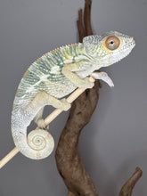Load image into Gallery viewer, Close-up of colorful eye turrets and rainbow scales on juvenile Panther Chameleon