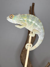 Load image into Gallery viewer, Healthy juvenile Panther Chameleon with striking yellow and orange eye turrets