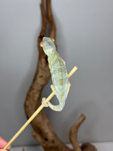 Load image into Gallery viewer, Sire Aslan and dam sire Flash shown for lineage reference of Rainbow Skittles Panther Chameleon