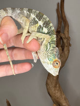 Load image into Gallery viewer, Juvenile male Rainbow Skittles Panther Chameleon exploring enclosure, showing vibrant colors