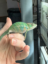 Load image into Gallery viewer, Young male Panther Chameleon showing green and yellow hues under natural light