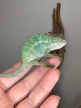 Load image into Gallery viewer, Rainbow Skittles Chameleon showing full body view with bold red and blue tones