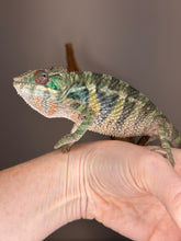 Load image into Gallery viewer, Rainbow Skittles chameleon resting calmly, displaying its full spectrum of reds, greens, blues, and yellows.