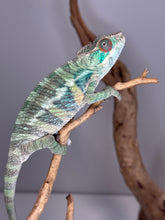 Load image into Gallery viewer, Full-body view of Rainbow Skittles Panther Chameleon perched calmly on a branch.