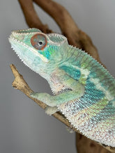 Load image into Gallery viewer, Rainbow Skittles chameleon perched on a branch, displaying a bold mix of colorful hues.