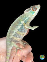 Load image into Gallery viewer, Close-up of juvenile Rainbow Skittles Panther Chameleon from Aslan × Flash, showing vibrant yellow, green, and blue tones.