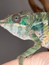 Load image into Gallery viewer, Side view of the juvenile chameleon highlighting its unique rainbow coloration.