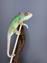 Load image into Gallery viewer, Juvenile Rainbow Skittles Panther Chameleon perched on a branch