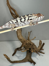 Load image into Gallery viewer, Close-up of rare female Sambava Panther Chameleon showing texture and color