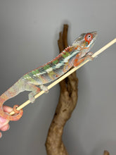 Load image into Gallery viewer, Profile of Flash Jr. x Aslan red Ambilobe Panther Chameleon showing rich red bar pattern