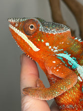 Load image into Gallery viewer, Male Ambilobe Panther Chameleon from European bloodlines displaying deep red coloration with crisp bright blue bars along the body