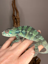 Load image into Gallery viewer, Juvenile Ambilobe Panther Chameleon from elite red and blue bloodline