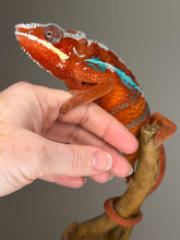 Load image into Gallery viewer, Red body and blue bar Ambilobe Panther Chameleon available for sale.
