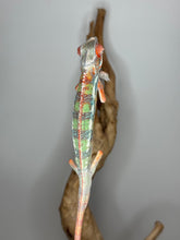 Load image into Gallery viewer, Full-body image of red Ambilobe Panther Chameleon from Flash Jr. x Aslan pairing
