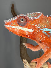 Load image into Gallery viewer, Male Ambilobe Panther Chameleon with developing blue bars across a bright red-orange body