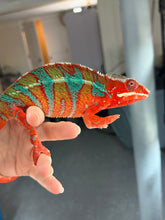 Load image into Gallery viewer, Close-up of a young Ambilobe Panther Chameleon featuring deep red colors and electric blue barring.