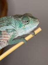 Load image into Gallery viewer, Close-up of juvenile Red Panther Chameleon perched on branch